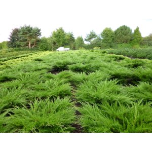 Borievka prostredná (Juniperus x media) ´MINT JULEP´, ⌀  20-30 cm, kont. C2L - 2. Trieda/Kvalita B